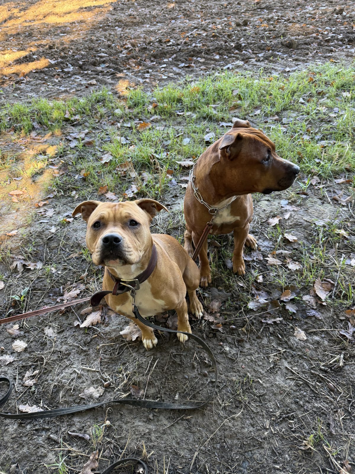 Deux chiens assis calmement côte à côte
