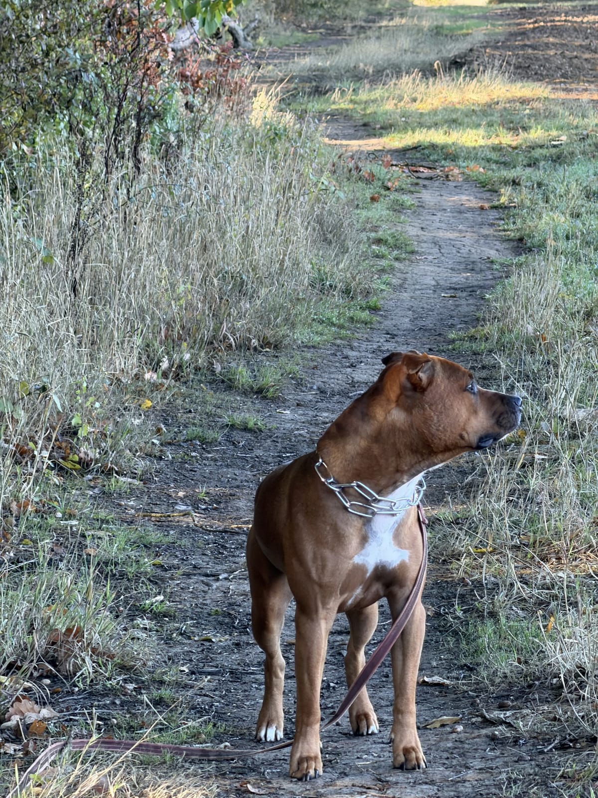 Chien en laisse sur un chemin de campagne